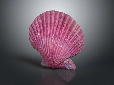 Vibrant Pink Scallop Shell Aquatic Animal Close Up View With Natural Texture 3d model