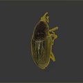 Close up view of black striped beetle with orange antennae on smooth dark surface
