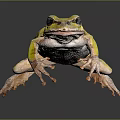 Vibrant Yellow Frog With Large Black Eyes And Pinkish Legs On Dark Surface