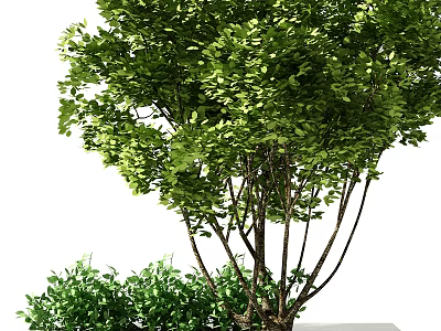 Tall Arbor Tree with Lush Green Leaves and Thick Branches Beside Small Shrub 3d model