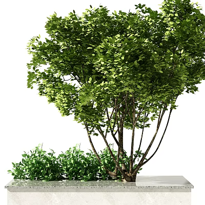 Tall Arbor Tree with Lush Green Leaves and Thick Branches Beside Small Shrub 3d model