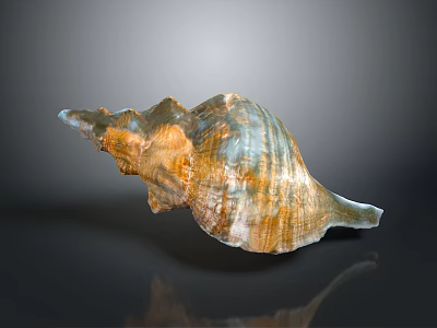 Orange Blue Striped Conch Marine Aquatic Animal With Colorful Textured Shell 3d model