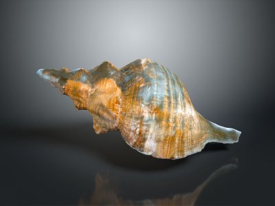 conch bone snail field snail shellfish marine animal fish freshwater fish marine fish animal 3d model