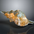 Orange Blue Striped Conch Marine Aquatic Animal With Colorful Textured Shell