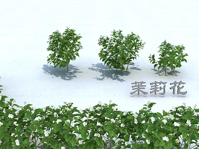 Modern Jasmine 3d model Modern Jasmine 3d model