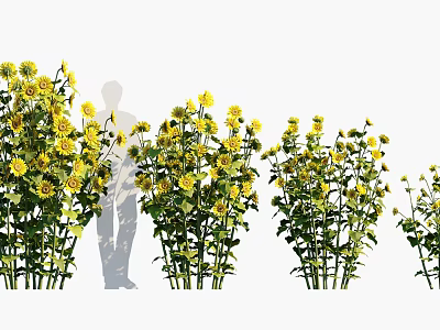 Yellow Flowering Crops Planted in Rows with Person Silhouette in Field 3d model