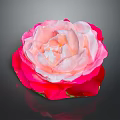 Elegant Pink and Red Gradient Rose Flower in Vase with Dark Background and Shiny Petals