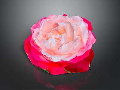 Elegant Pink and Red Gradient Rose Flower in Vase with Dark Background and Shiny Petals 3d model