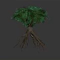 Green Leafy Tree With Exposed Brown Roots And Unique Natural Shape