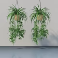 Lush Indoor Hanging Basket Plants with Trailing Greenery in Woven Planters