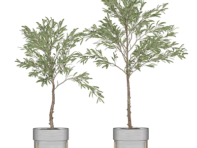 Bonsai Trees With Lush Green Foliage In Modern Gray Planters For Indoor Decor 3d model