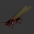 Winged Termite With Dark Body Red Legs And Transparent Wings On Dark Background