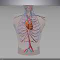 Human Thoracic Cavity Anatomical Model With Heart Blood Vessels And Rib Cage