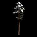 Three Snow Covered Pine Trees With Brown Trunks And Lush Canopies 3d model
