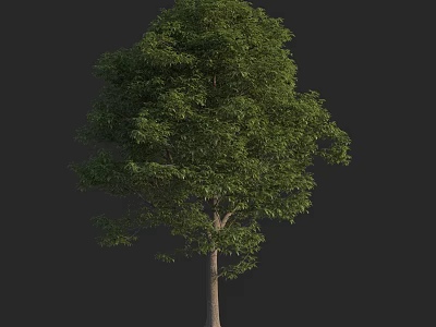 Lush Arbor With Green Foliage And Sturdy Trunk Against Dark Background 3d model