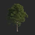 Lush Arbor With Green Foliage And Sturdy Trunk Against Dark Background