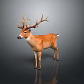 Brown Deer With Large Antlers Standing On Gray Background With Reflection 3d model