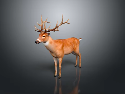 Brown Deer With Large Antlers Standing On Gray Background With Reflection 3d model