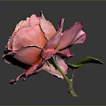 Beautiful Pink Rose With Ruffled Petals On Dark Background And Shiny Reflection