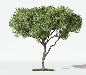 Trees Arbor 3d model