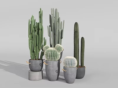 Cactus Bonsai Plants With Various Shapes In Grey Pots For Modern Home Interior Decoration 3d model