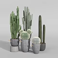 Cactus Bonsai Plants With Various Shapes In Grey Pots For Modern Home Interior Decoration