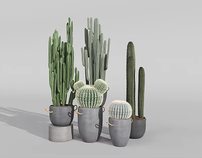 Cactus Bonsai Plants With Various Shapes In Grey Pots For Modern Home Interior Decoration 3d model