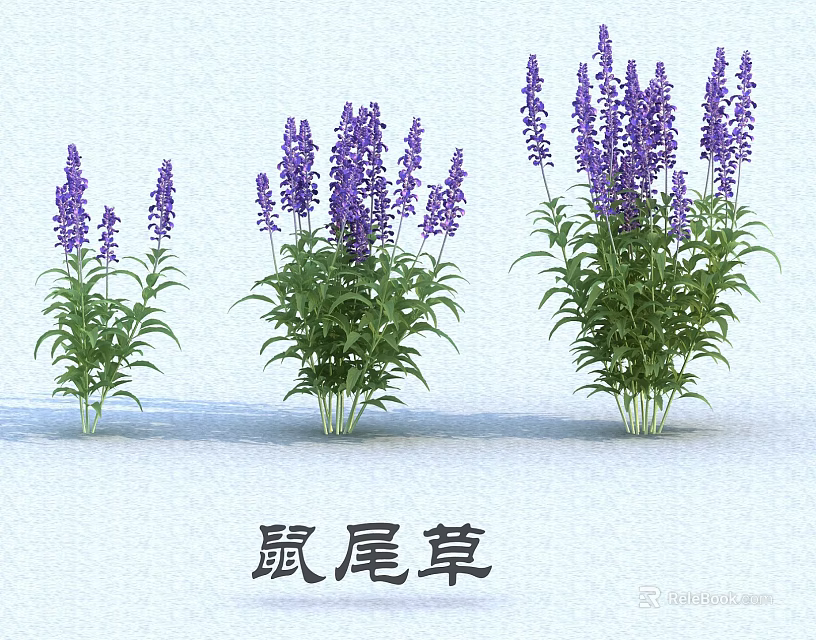 Purple Sage Plants With Green Leaves In Three Clusters On White Background 3d model 