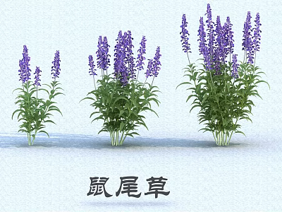 Purple Sage Plants With Green Leaves In Three Clusters On White Background 3d model