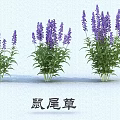 Purple Sage Plants With Green Leaves In Three Clusters On White Background