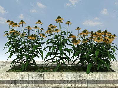 Vibrant Yellow Flowers With Lush Green Leaves On Stone Platform Under Blue Sky 3d model
