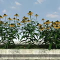 Vibrant Yellow Flowers With Lush Green Leaves On Stone Platform Under Blue Sky