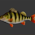 Vibrant Perch Fish With Yellow Black Stripes And Red Fins Tail On Dark Background