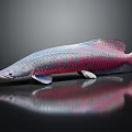 Vibrant Blue and Red Aquatic Fish with Shiny Scales on Black Background and Reflection