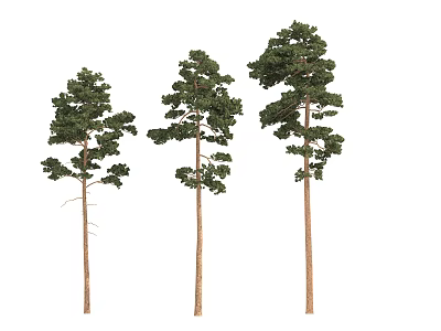 Three Tall Trees With Straight Trunks And Green Canopies On White Background 3d model