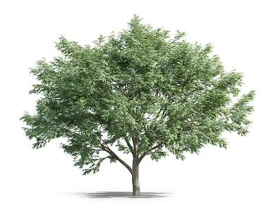 Tall Arbor Displaying Lush Green Foliage And Strong Trunk Structure 3d model