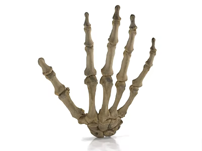 Realistic Human Hand Skeleton Model With Detailed Bone Structure For Education 3d model