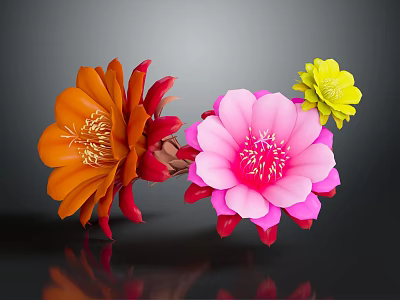 Beautiful Blooming Vibrant Cactus Flowers with Orange Pink and Yellow Petals 3d model