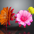 Beautiful Blooming Vibrant Cactus Flowers with Orange Pink and Yellow Petals
