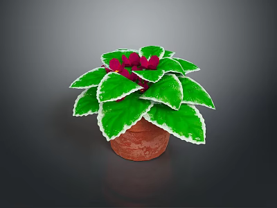 Potted Decorative Plant With Green Leaves White Edges And Red Flowers In Terracotta Pot 3d model