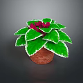 Potted Decorative Plant With Green Leaves White Edges And Red Flowers In Terracotta Pot