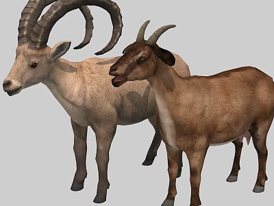 Light And Dark Brown Goats With Curved And Small Horns Standing Together 3d model