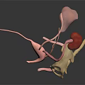 3D Anatomical Model of Human Urinary Organs Including Kidneys Bladder Ureters and Pelvis