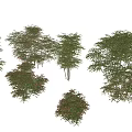 Different Types Of Garden Shrubs With Green And Golden Foliage And Height Markers
