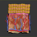 3D Rendered Skin Care Product Structure With Layers Blood Vessels And Cells