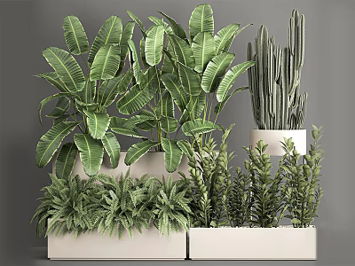 Indoor Potted Plants with Green Leafy Succulents in White Rectangular Planters for Home Decor 3d model
