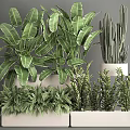 Indoor Potted Plants with Green Leafy Succulents in White Rectangular Planters for Home Decor