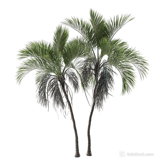 Two Tall Palm Trees With Slender Trunks And Lush Green Fronds 3d model 