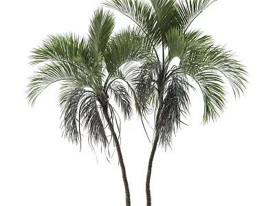 Two Tall Palm Trees With Slender Trunks And Lush Green Fronds 3d model