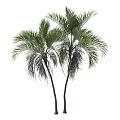 Two Tall Palm Trees With Slender Trunks And Lush Green Fronds
